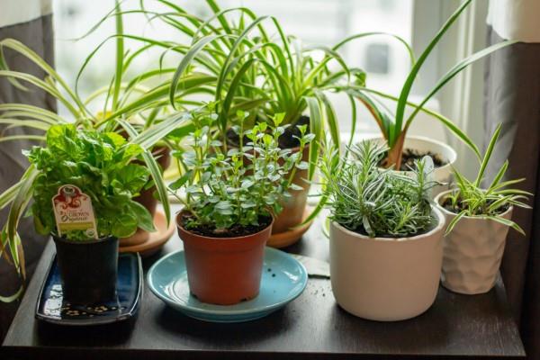 Naturalne metody i domowe środki przeciw muchom, a także inne pomocne wskazówki ogród ziołowy przeciw owadom