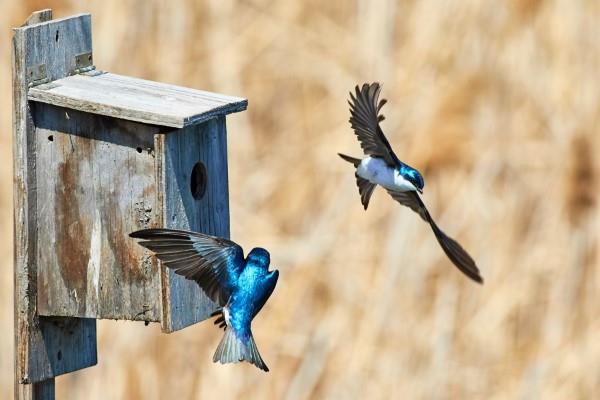 Naturalne metody i domowe środki na muchy, a także inne pomocne wskazówki dla owadów jaskółczych gniazd