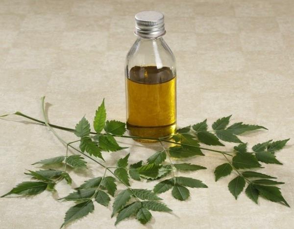 Bouteille d'huile de neem de feuilles d'arbre de neem bienfaits pour la santé