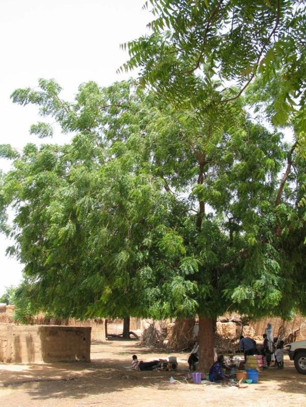 Huile de Neem Neem Tree Inde Bienfaits pour la santé