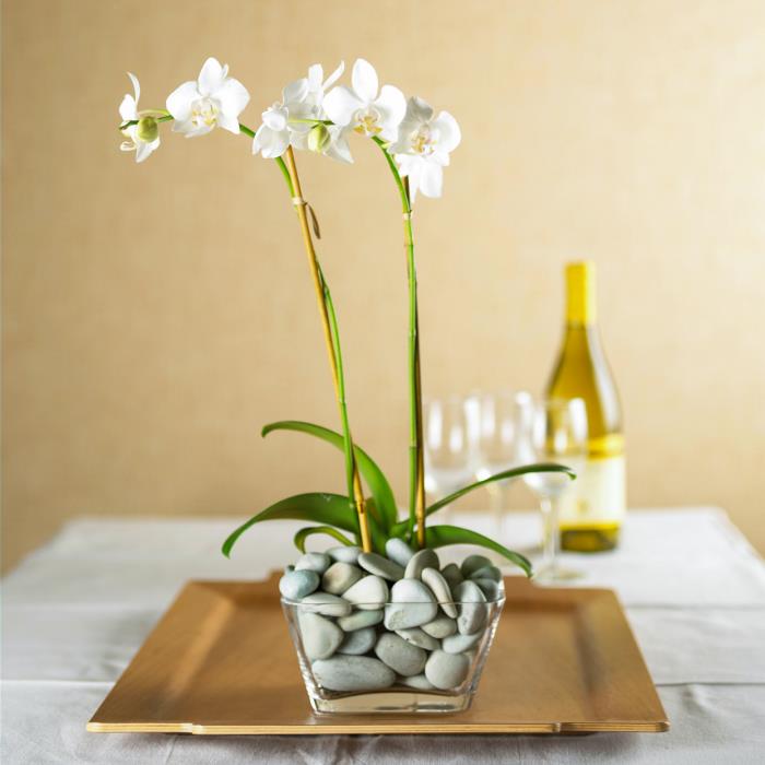 Odpowiednia pielęgnacja storczyków Szklane naczynie wypełnione drobnymi kamieniami piękna elegancka roślina o białych kwiatach