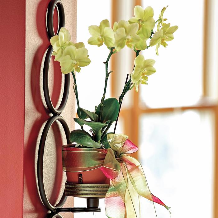 Prawidłowa pielęgnacja storczyków Orchidea jako dekoracja ścienna niedaleko okna w nasłonecznionym miejscu wrażliwym na wapno