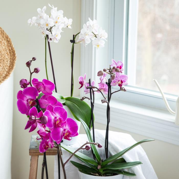 Storczyki właściwie pielęgnują piękne kwiaty w fioletowo-białych doniczkach w nasłonecznionym miejscu niedaleko okna