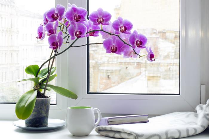 Storczyki prawidłowo pielęgnują wodę bezwapienną podczas podlewania Roślina na oknie fioletowe kwiaty bardzo atrakcyjne