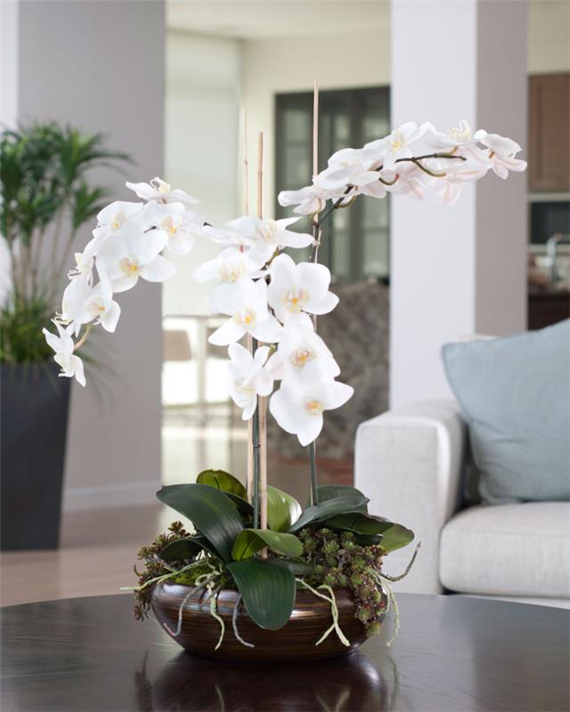 Dbanie o storczyki odpowiednio piękne białe kwiaty w ciemnobrązowej doniczce jako ozdoba stołu przyciąga wzrok