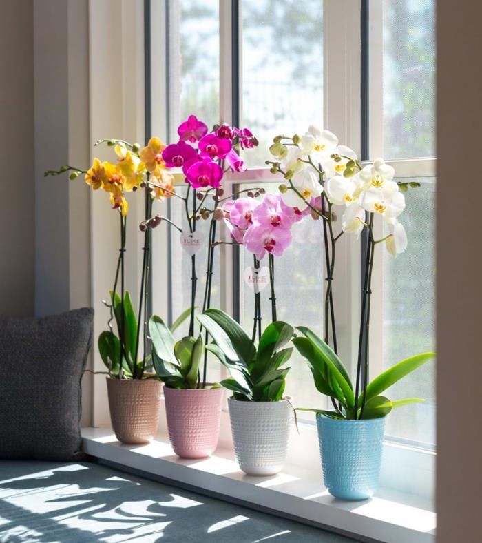 Właściwa pielęgnacja storczyków Cztery donice storczykowe na południowym oknie przyciągają wzrok pięknymi wspaniałymi kwiatami o różnych kolorach