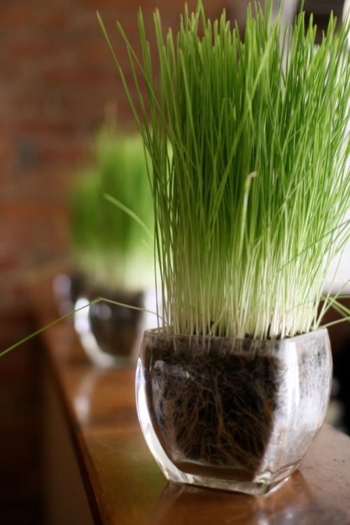 Semez l'herbe de Pâques vous-même tirez des grains de blé ou d'orge dans un bocal en verre