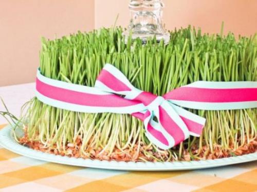 Semez vous-même de l'herbe de Pâques sur un plateau de cuisine plat et décorez-le avec un arc