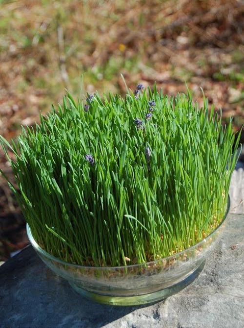 Semez vous-même l'herbe de Pâques dans un bocal en verre placé à l'extérieur avec beaucoup de soleil