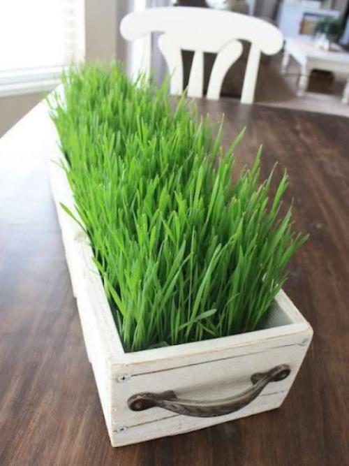 Semez vous-même l'herbe de Pâques dans une boîte en bois blanche, décoration de table