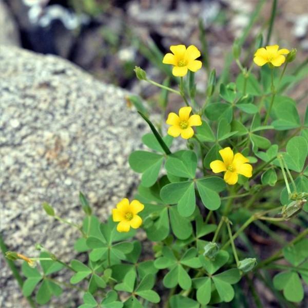 Oxalis zielone fugi na tle chwastów okrywowe żółte kwiaty