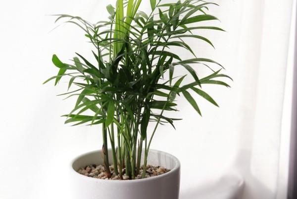 Palmier dans un pot qui purifie l'air des plantes d'intérieur endroit chaud
