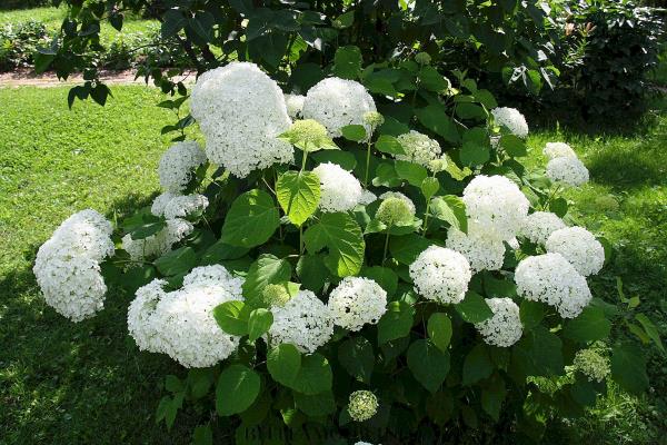 Idées de plantation - tailler les hortensias blancs