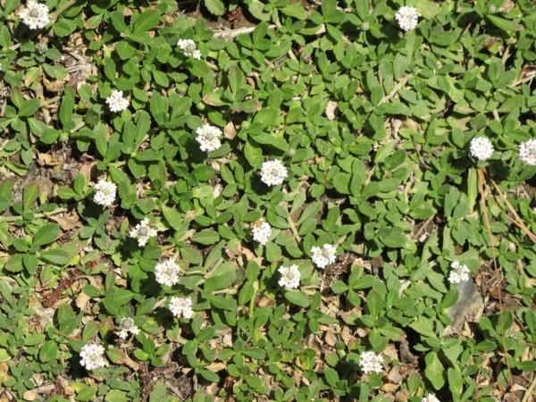 Phyla nodiflora „Letnia werbena dywanowa jako zielona fuga chodnikowa