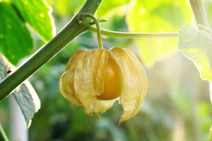 Physalis fruit exotique sur l'arbre petit fruit alcaloïdes toxiques dans la cosse