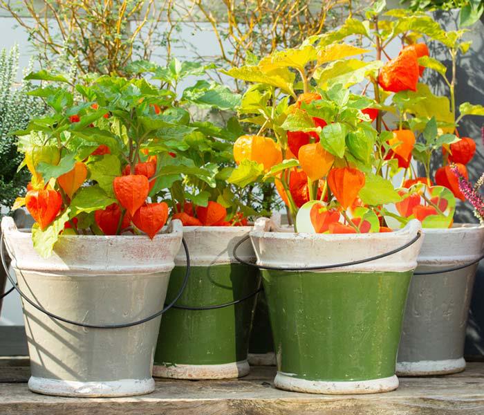 Physalis fruit exotique en pot pour conserver un aspect exotique à cultiver correctement plusieurs années