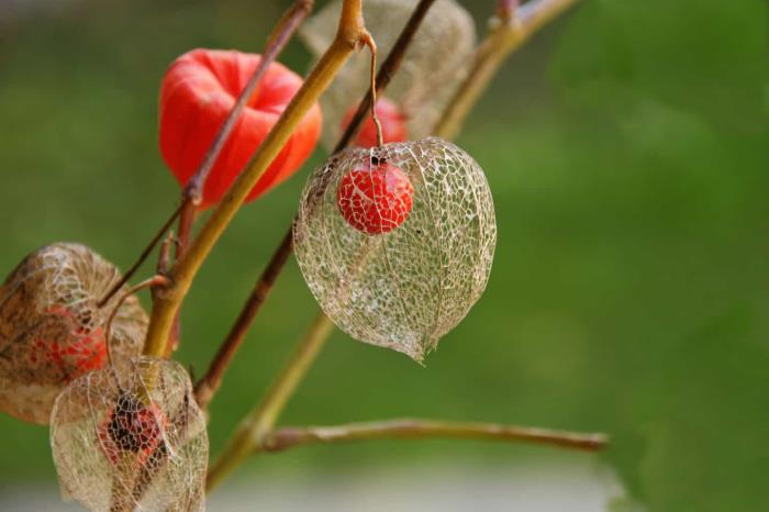 Physalis fruit exotique petit fruit orange dans une coque de forme intéressante jusqu'à 2 m de haut