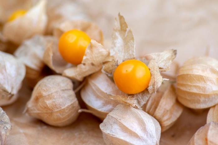Physalis fruits exotiques petits fruits oranges en coques fines