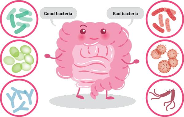 Aliments probiotiques bonnes bactéries flore intestinale saine