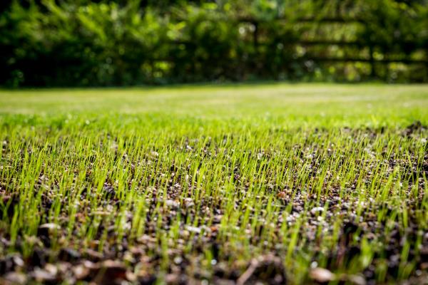 Fertiliser la pelouse - plantes fraîches du sol