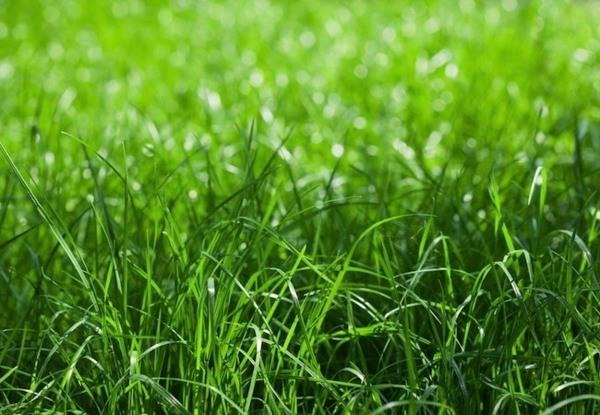 Pielęgnacja trawnika na wiosnę Wskazówki dotyczące pielęgnacji trawnika