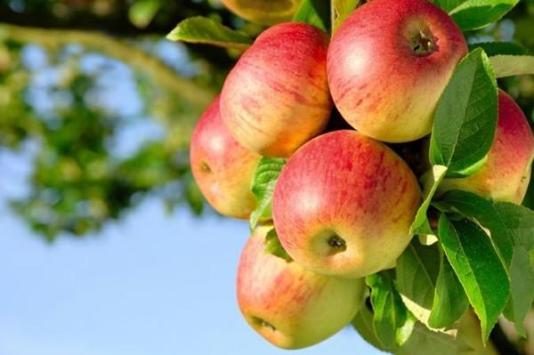 Recette crumble aux pommes pommes pommier