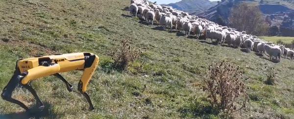 Pies-robot Spot z Boston Dynamics popisuje się swoimi nowymi umiejętnościami doglądając owiec