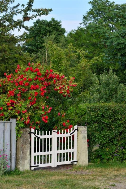 Czysty romans biała brama ogrodowa drewno czerwone róże kontrast wizualny