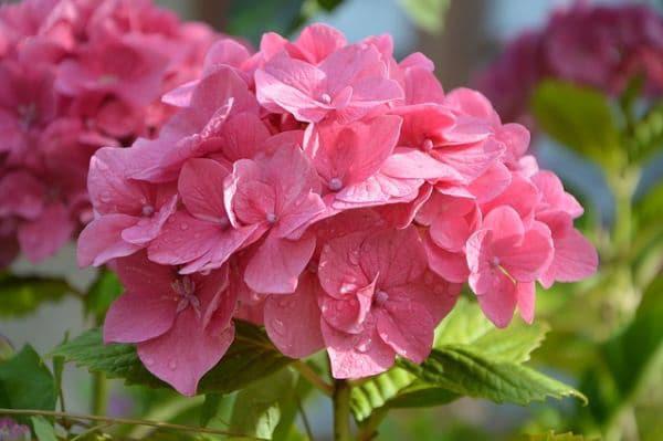 Les hortensias roses symbolisent plus de romance dans la vie