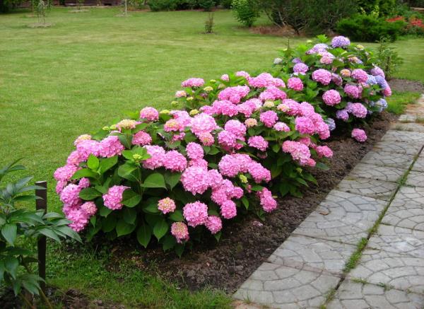 Fertiliser les hortensias roses dans le lit de jardin est un bel accroche-regard et favorise la croissance des fleurs du jardin