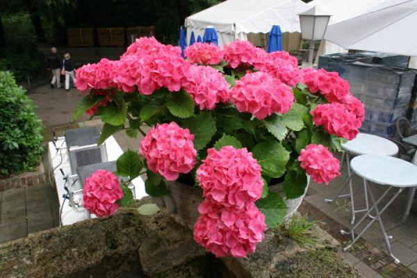 Les hortensias roses en pot ont fière allure sur le balcon ou la terrasse