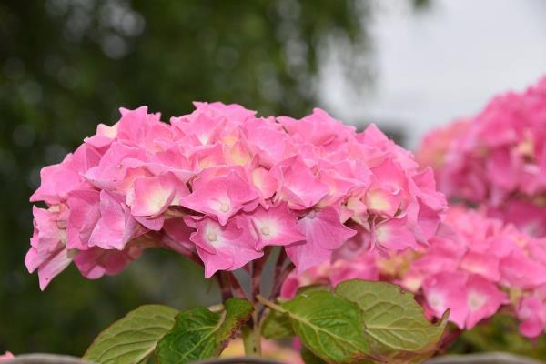 L'hortensia rose, une douce nuance de couleur, agit comme un aimant dans le jardin