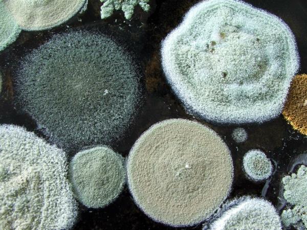 Microscope de moisissure enlever les espèces