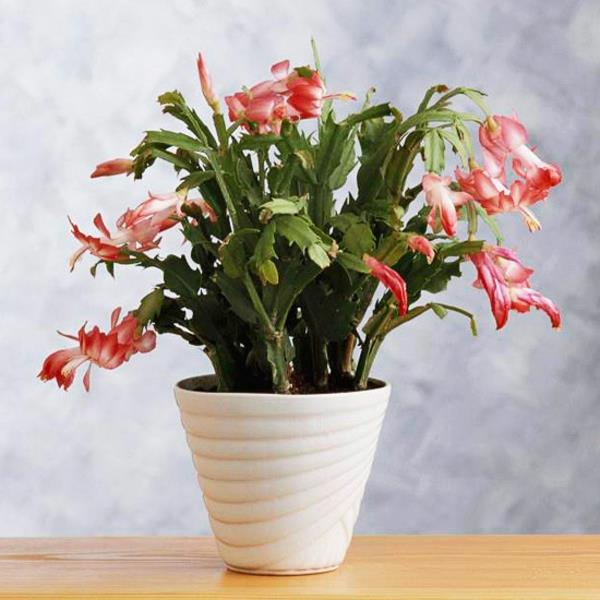 Schlumbergera plantes d'intérieur en fleurs cactus de Noël