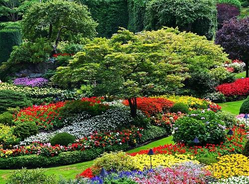 Beau jardin plantes de conception de jardin élégamment arrangées