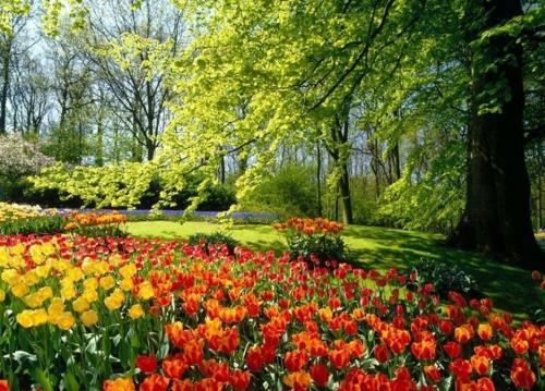 Jardin élégamment aménagé jardin lit tulipe design