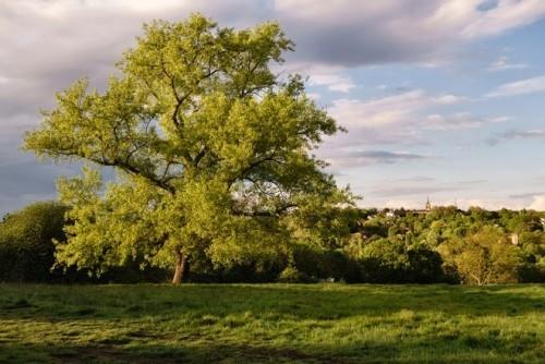 Les plus beaux endroits pour pique-niquer dans le monde Hampstead Heath Londres