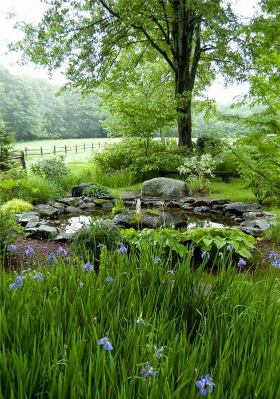 Arbres de jardin d'été plantes aquatiques photos d'étang de jardin