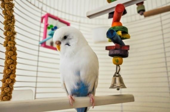 Zabawki dla Budgie Akcesoria dla Budgie