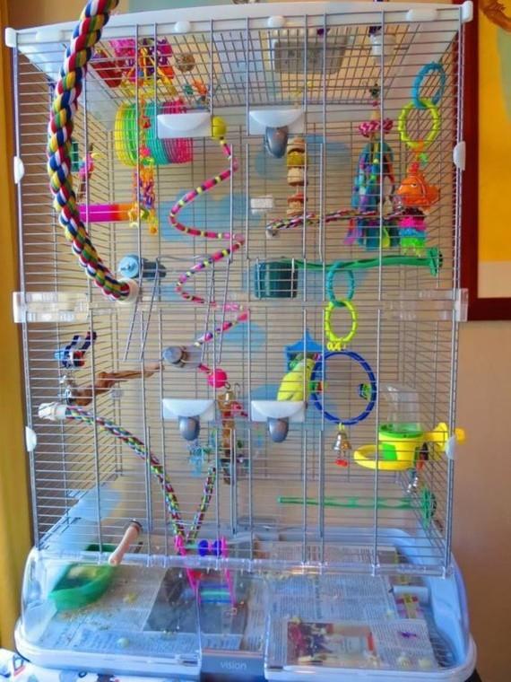 Zabawki dla papużek falistych Akcesoria plac zabaw dla papużek falistych