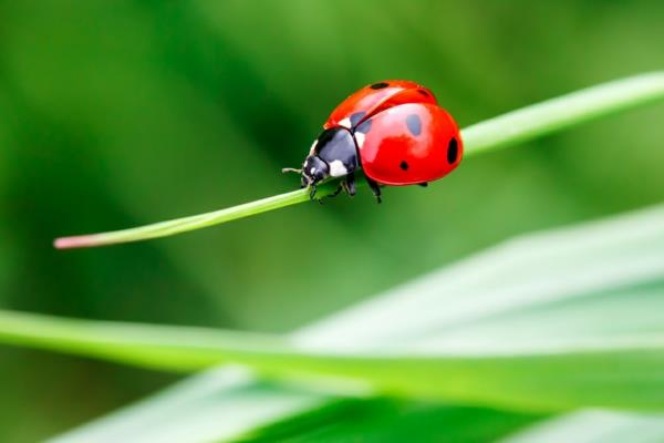 Przędziorki zwalczają biedronki naturalnymi środkami