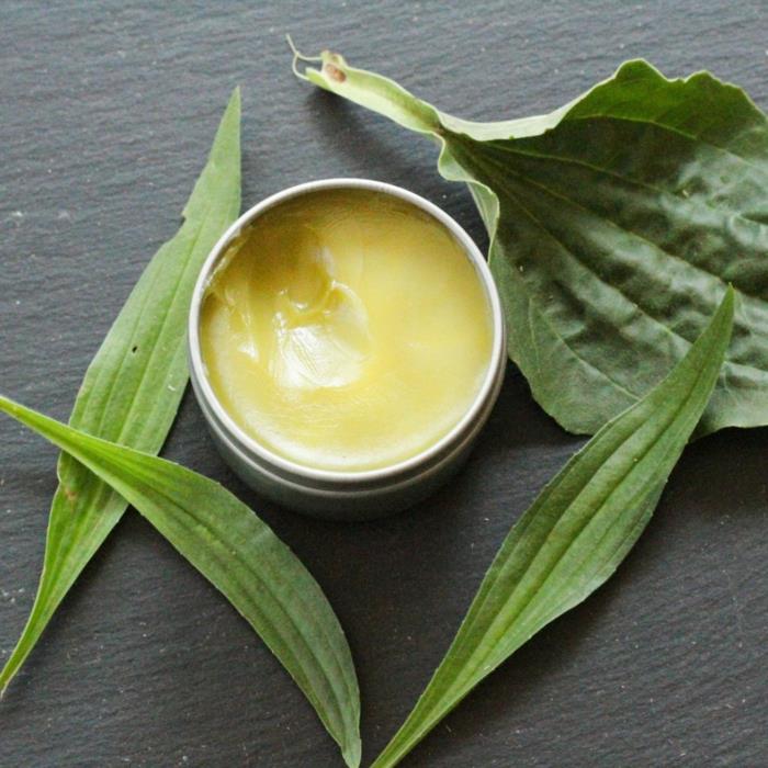 Préparation d'onguent de plantain, de thé ou de sirop contre la toux