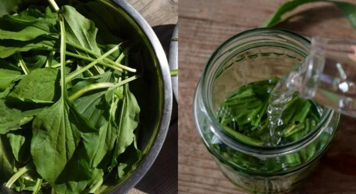 Préparation d'onguent de plantain, de thé ou de sirop contre la toux