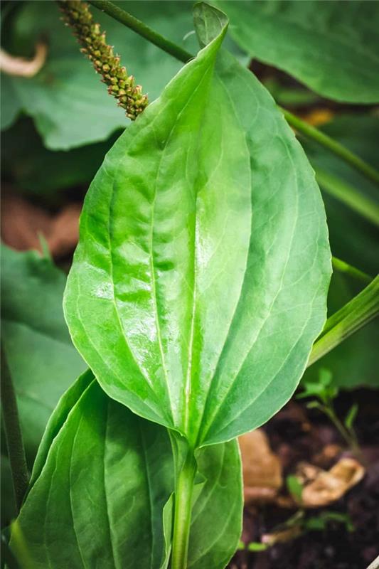 Feuilles de préparation d'onguent de thé de plantain ou de sirop contre la toux