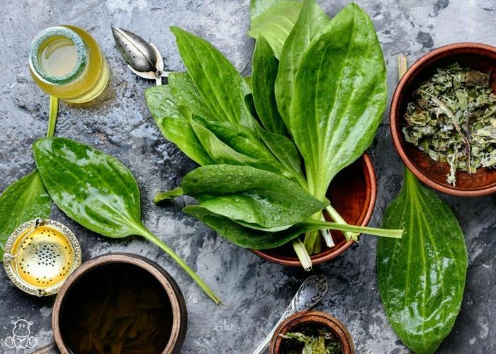 Thé de plantain ou sirop contre la toux préparation pommade cuisine à base de plantes