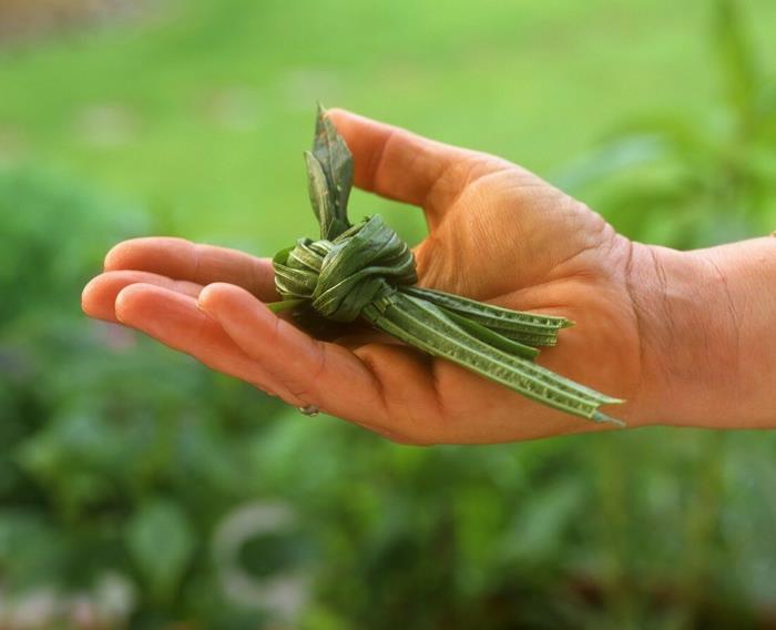 Thé de plantain ou sirop contre la toux préparation pommade tisane