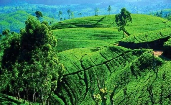 Conseils de voyage au Sri Lanka Nuwara Eliya