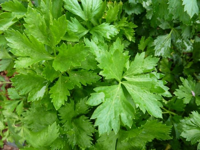 Céleri préparer des feuilles de recette