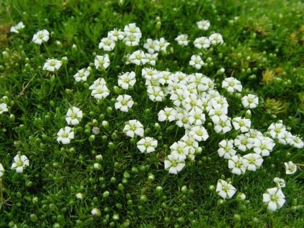 Star moss sagina subulata irlandzki mech zielony bruk stawów