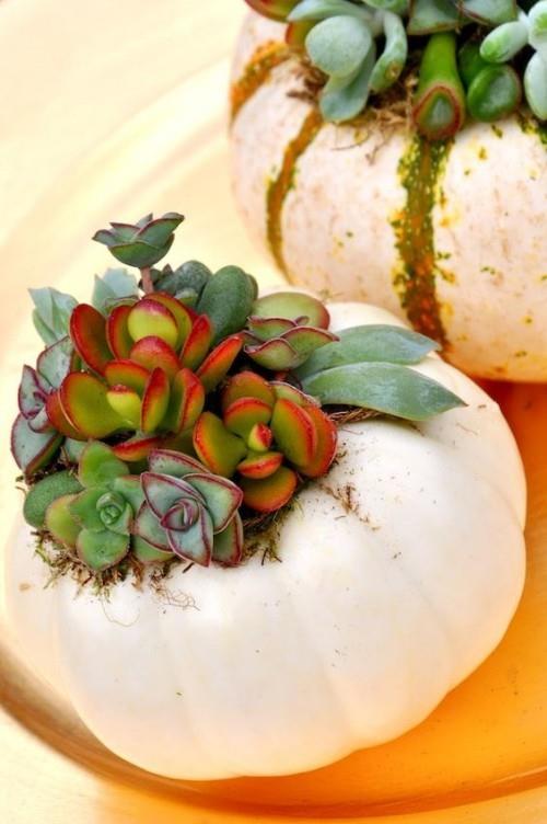 Gardez les succulentes dans le pot de fleurs de citrouille pendant longtemps